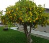 Lemon_Tree_in_Santa_Clara_California.jpg
