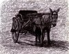 The donkey cart.jpg