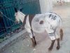 f16-pakistan-funny-donkey.jpg