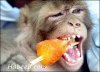funny.monkey.eating.popsicle.jpg