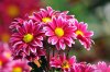 Beautiful-Flowers-pictures-Chrysanthemum-Flowers-pictures-hh_Ni342276.jpg
