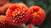 image-wallpaper-1366-768-Beautiful-Flowers-Chrysanthemum-Flowers-pictures-Ni745509.jpg