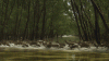 deer-crossing-swamp-water-forest-beautiful-nature-animated-gif.gif