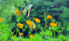 butterfly-meadow-flowers-beautiful-animated-gif.gif