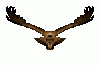 animated-eagle-flying-5.gif