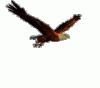 flying-eagle-animation.gif