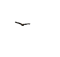 eagle-landing-animation.gif