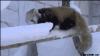 cat snow11.gif