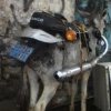 Funny-donkey-as-a-bike-255x255.jpg
