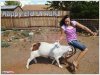 Goat Attacking on Girl - Happy Eid ul Adha 2013-799586.jpg