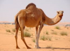 camel.png